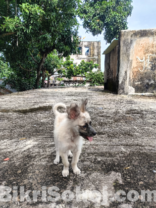 German Shepherd